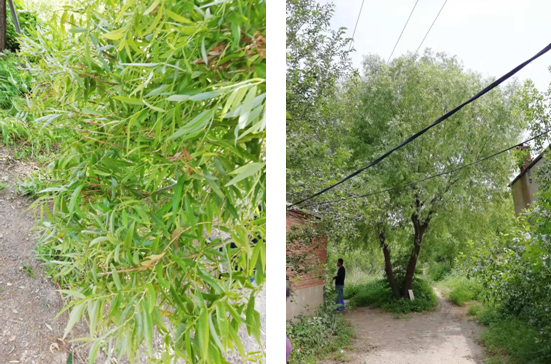 電氣事故引發加州山火，據說這個裝置可以避免事故發生！