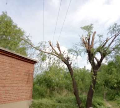 電氣事故引發加州山火，據說這個裝置可以避免事故發生！