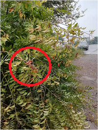 1電氣事故引發加州山火，據說這個裝置可以避免事故發生！